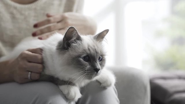 Woman holding and petting the cat on her lap