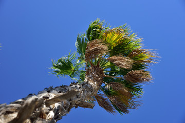 Palm tree trunk and leaves agains clear blue sky
