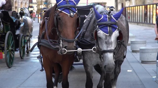 Close up slow motion pan down of brown and white fiaker horse in Vienna