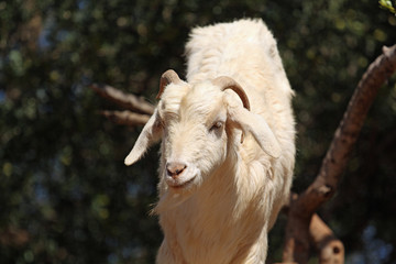 Goats grazing in an argan tree in Morocco