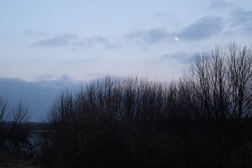 Wieczorne zimowe niebo z księżycem i drzewami © Seance_Photo_Sylwia