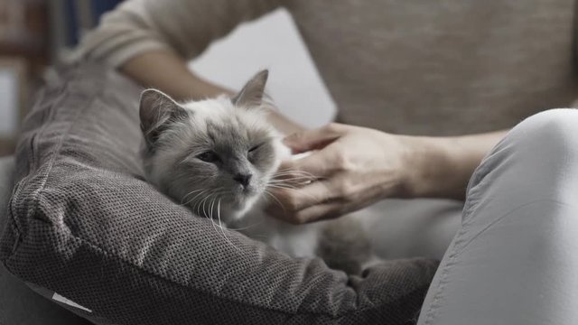 Woman petting her cat lying on a soft cushion