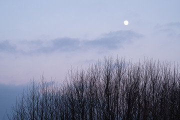 Wieczorne zimowe niebo z księżycem i drzewami © Seance_Photo_Sylwia
