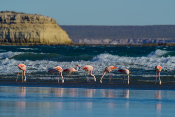 Flamingos in seascape,Patagonia, Argentina