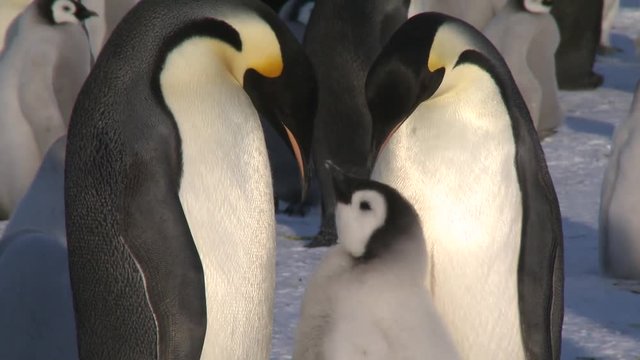 Emperor penguins (Aptenodytes forsteri), chick and adults at colony, Cape Washington, Antarctica