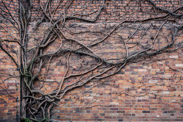 overgrown brick wall during winter - tree branches climbing on wall -
