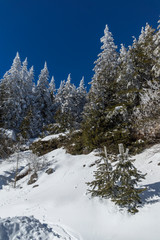 Amazing winter landscape of Vitosha Mountain with snow covered trees, Sofia City Region, Bulgaria