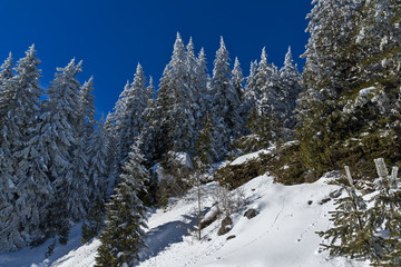 Fototapeta na wymiar Amazing winter landscape of Vitosha Mountain with snow covered trees, Sofia City Region, Bulgaria