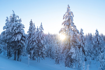 Winter morning and sunrise, blue cloudy sky.  Forest covered with snow. Lapland Finland, Lapland.