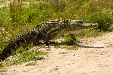 Upright, adult alligator walking across a dirt road in Florida.