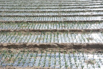 Cultivation of onion