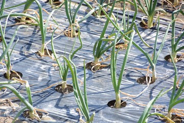 Cultivation of onion