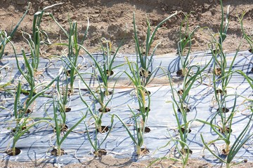 Cultivation of onion