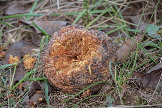 A partially eaten, deteriorating hedge apple on the ground in Missouri with bokeh background.