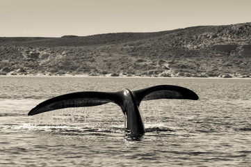 Fototapeta premium Whale Patagonia Argentina