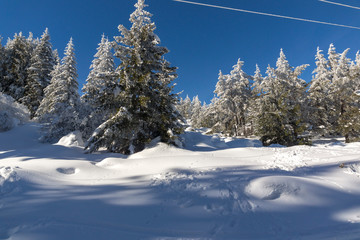 Amazing winter landscape of Vitosha Mountain with snow covered trees, Sofia City Region, Bulgaria