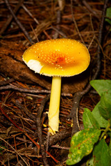 Amanita flaviconia on forest floor in Sunapee, New Hampshire.