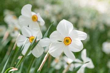 Weiße dichternarzissen -  narcissus poeticus im Frühling