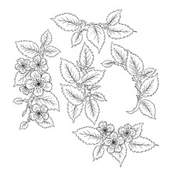 Blossom branch with leaves, flowers set. Hand drawn vector illustration