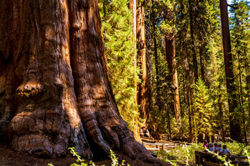 Huge sequoia tree in the Sequoia National park