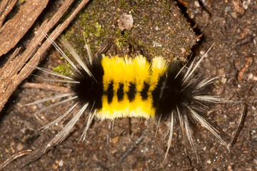 Caterpillar of the spotted tussock moth on Mt. Kearsarge.