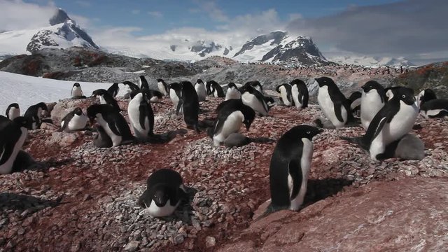 Adelie penguin (Pygoscelis adeliae) wide with colony in foreground, Antarctica 
