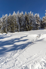 Amazing winter landscape of Vitosha Mountain with snow covered trees, Sofia City Region, Bulgaria