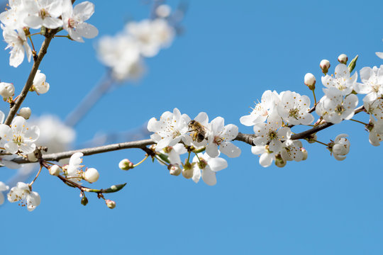 Biene auf Kirschzweig - Biene sammelt Pollen auf wei&szlig;en Kirschbl&uuml;ten vor blauem Himmel