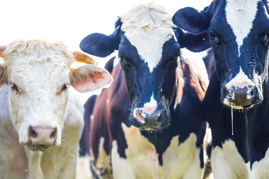 Cows staring with slobber and flies