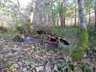 Rusting car in forest