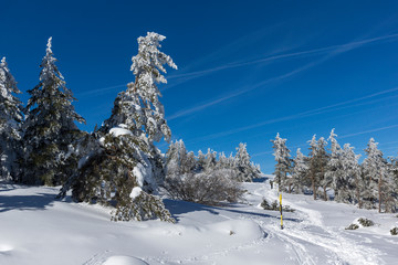 Amazing winter landscape of Vitosha Mountain with snow covered trees, Sofia City Region, Bulgaria