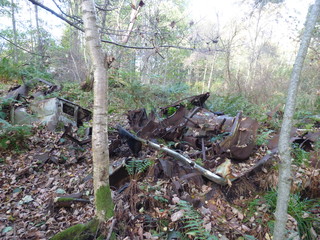 Abandoned cars in the forest