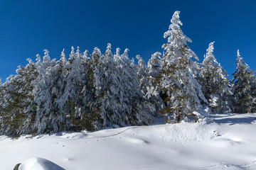 Amazing winter landscape of Vitosha Mountain with snow covered trees, Sofia City Region, Bulgaria