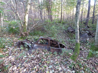 Abandoned car in forest
