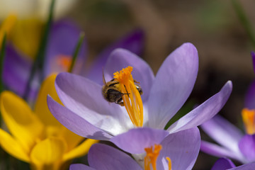 Biene klttert auf Krokus in der Frühlingssonne um Pollen zu sammeln