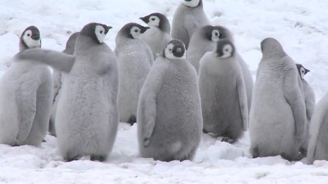 Emperor penguin (Aptenodytes forsteri), chicks at creche, Cape Washington, Antarctica