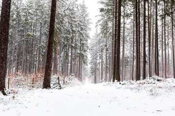 Winter forest. Forest in the snow.