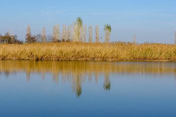 Fototapeta na wymiar dry grass and paddy on the shore of Lake Zazari in Florina in Macedonia in Greece
