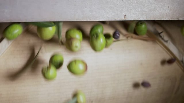 defoliation of olives with machinery - close up - slow motion