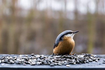 Nuthatch feeding millet sunflower on fodder rack in winter day.