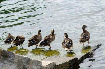 Group of ducks on stone stairs leading into lake