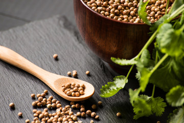 cilantro coriander seeds