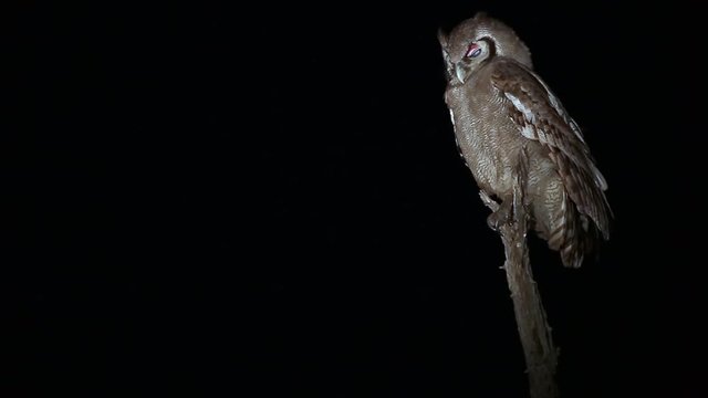 A Verreaux Eagle Owl Perched on a Branch in the Darkness of Night in Greater Kruger National Park, South Africa