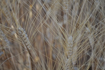 The beautiful Wheat in farmland