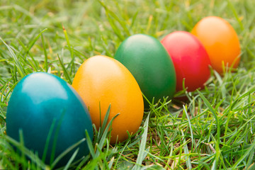 Easter colorful eggs in fresh green grass. Spring, easte holiday background with copy space.
