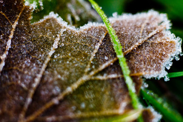 iced leave