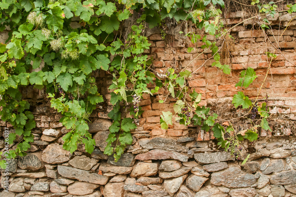 Wall mural Old rural weathered aged stone and brick of country house garden wall with creeping plants closeup as background