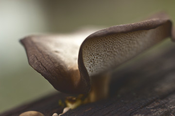 mushroom