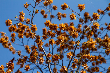 Natura e campagna della Lombardia