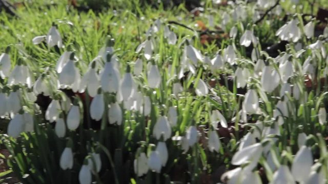 Snowdrops at Baslow, Derbyshire, England, Uk, Europe 